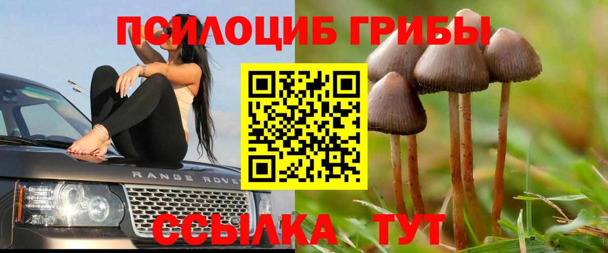 Галлюциногенные грибы Psilocybine cubensis Тихорецк